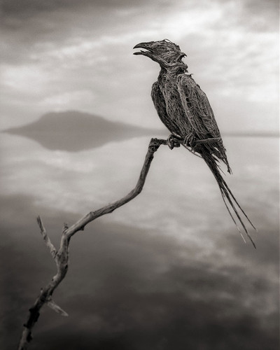 lake natron calcium salt petrified animals nick brandt 4.jpg