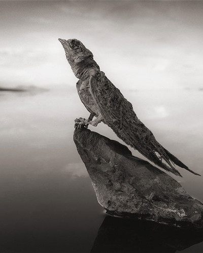 Calcified Swallow.jpg