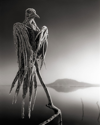 lake natron calcium salt petrified animals nick brandt 2.jpg