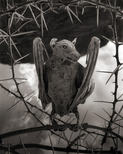 lake natron calcium salt petrified animals nick brandt 6.jpg