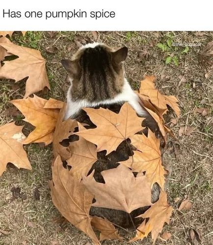 has one pumpkin spice pizzacat.png