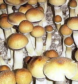 Trusted Huautla Mushroom Spores for Laboratory Investigations.jpg