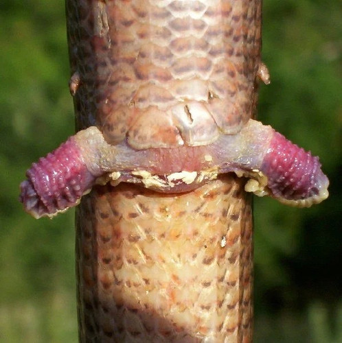 Hemipenisy hada samec.jpg