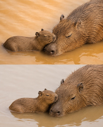 capybara worlds 1779603793 3903922032358894470 6354553426.jpg