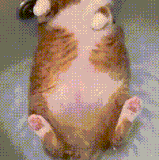 7.gif