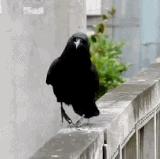 不是什么正经乌鸦.gif