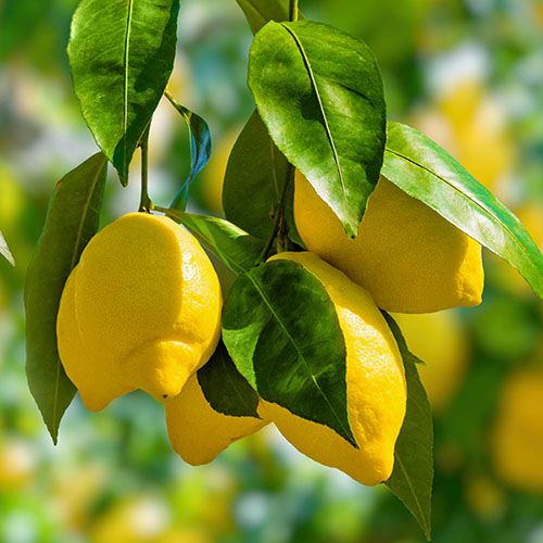 Citrus Lemon 'Citron' Tree 7 9cm pot.jpg