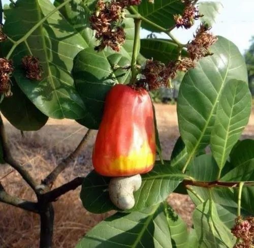 high quality cashew nut nursery.jpg