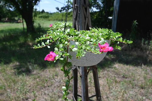PURSLANE 6.12.2026.jpg