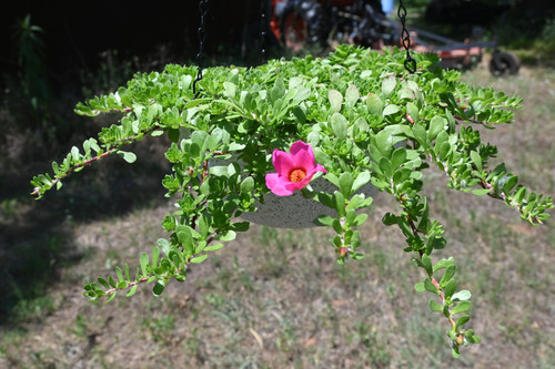 PURSLANE 6.12.2026 2.jpg