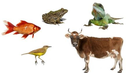 contoh hewan vertebrata .jpg