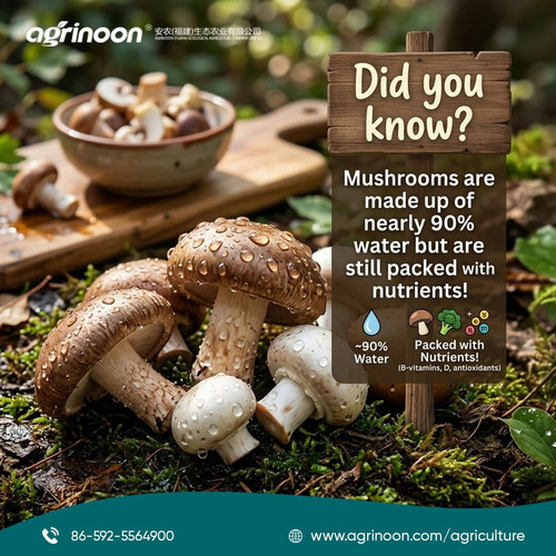Packed with water and nutrients, mushrooms support a healthy diet..jpg