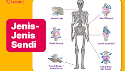 sendi manusia.png