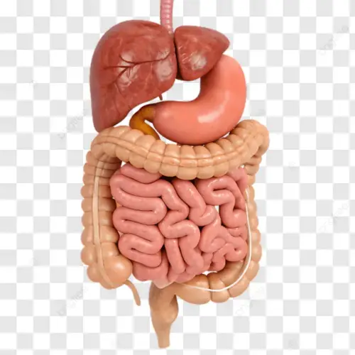 pngtree understanding the human digestive system step by png image 16867326.webp