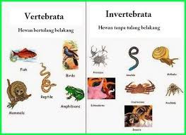 hewan Inevertebrata dan vertebrata.jpg