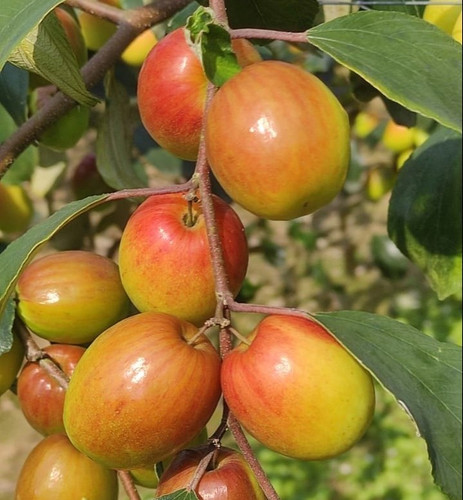 custard apple tree.jpg