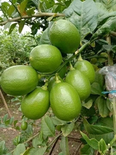 seedless lemon plant.jpg