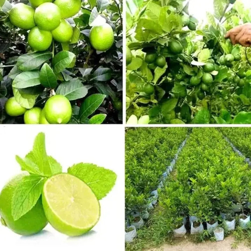 grafted kolkata pati lemon plant.jpg