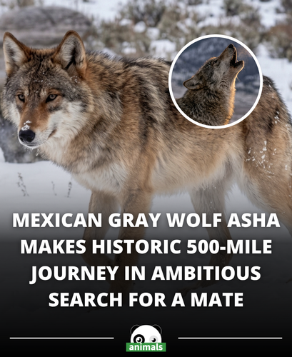 863. Her name was Asha. She was 2 years old, one of only 280 Mexican gray wolves left in the wild.png