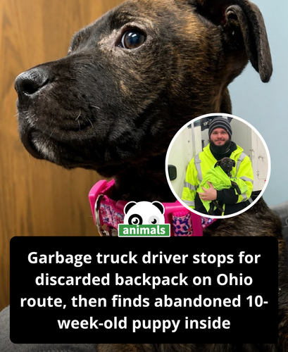 846. While driving his garbage truck route in Ohio, Aaron Kinsel noticed something unusual on the si.png