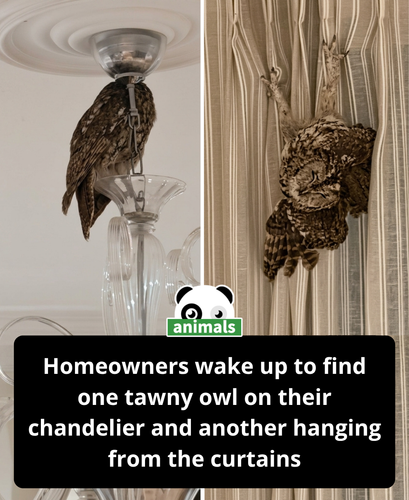 853. Imagine waking up to this surprise!A family found a tawny owl snoozing on their chandelier and .png
