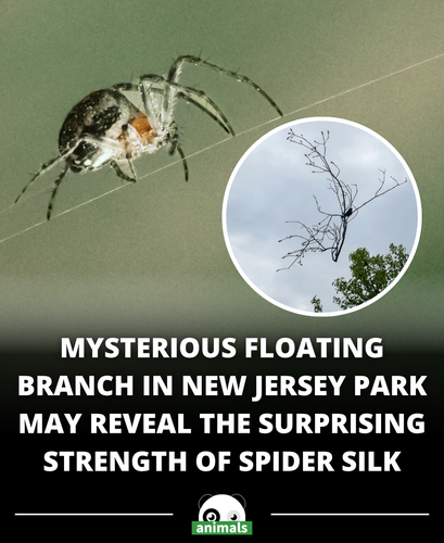 864. A detached branch hovering over a park in Summit, New Jersey, with nothing visibly holding it u.png