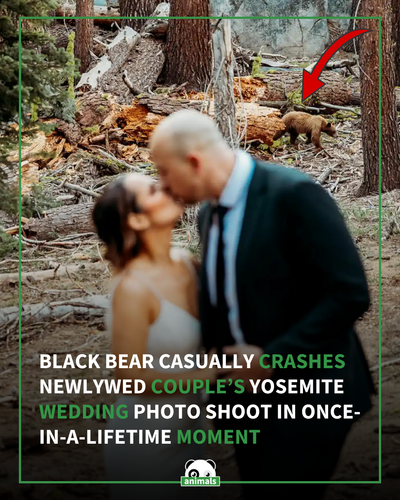 850. Black Bear Crashes Bride and Groom’s Elopement Photo Shoot (Exclusive).png