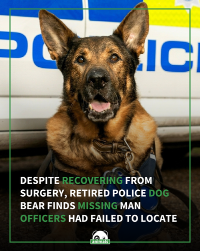 858. A retired police dog recovering from surgery helped save the life of a missing man on his 12th .png