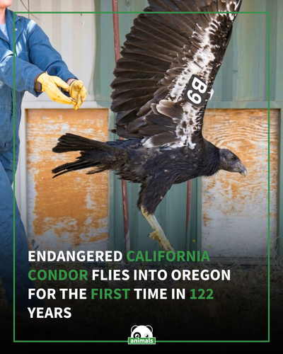 861. Endangered California Condor Flies into Oregon for the First Time in 122 Years.png