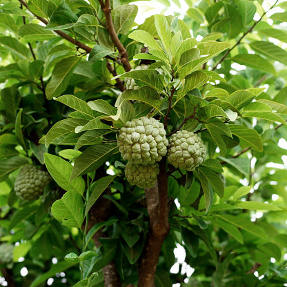 istockphoto 807110762 170667a 416x416.jpg