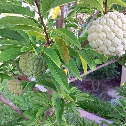 custard apple plant 14 1 selpline original imag43qhhqswgcrz.jpg