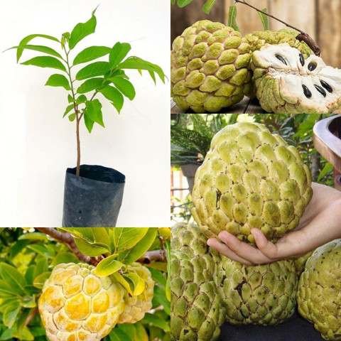 no perennial yes shreya rare super golden sugar custard apple original imahgwkzumhardxj.jpg