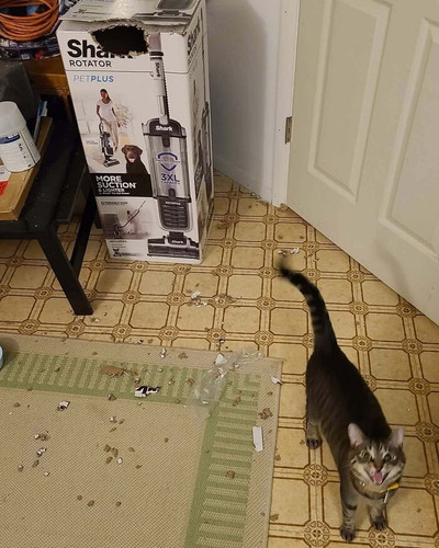 6a296b226b507 glad my cat isnt the only weirdo 700.jpg
