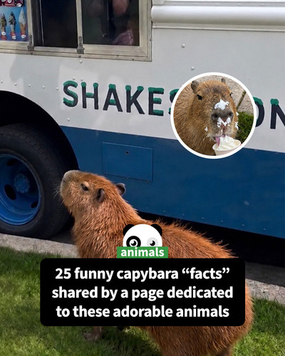 funny wholesome memes capybara.jpg
