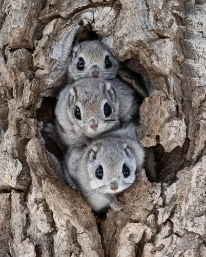 siberian flying squirrels have a membrane connecting their v0 zmyer4vs9bi11.webp