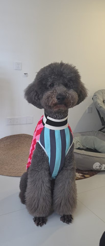 dog.jpg
