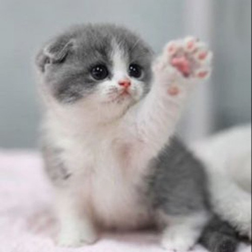 CrisprKitten.jpg