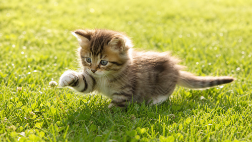 kitten in grass.png