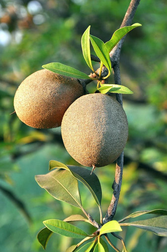 tropical fruit chiku 18478171.jpg