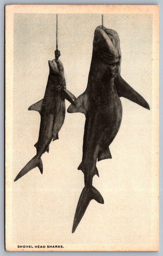 Postcards 05 21 26 0005.jpg