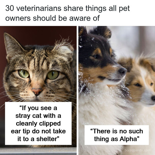 vets share things about pets.jpg