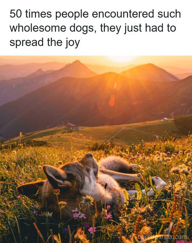 wholesome dogs pics.jpg