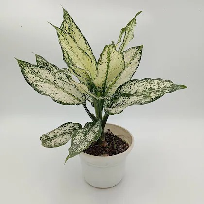 green line aglaonema snow white.jpg