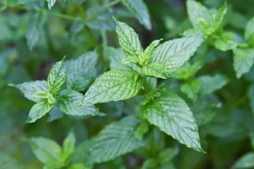 spearmint 33eed639 5560 437f b335 561fdd217a22 1500x1000 crop center.webp