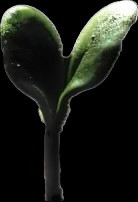 HEIF Image.jpg