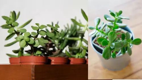 08 05 2025 jade plant 23933308.webp