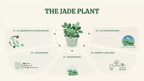 jade plant air purification benefits.png.webp