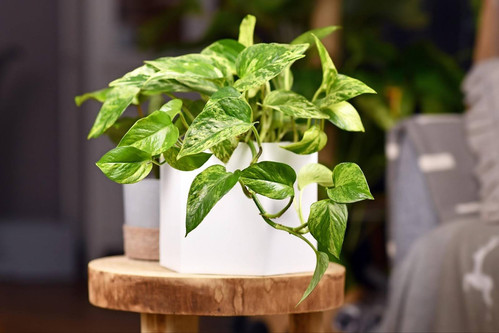 how to care for your money plant a complete guide for singapore.jpg