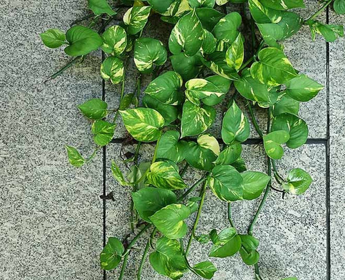 how to grow a money plant at home.jpg