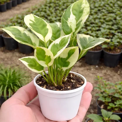 EnjoyMoneyPlant 1.webp